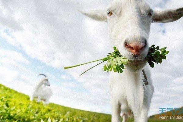 属羊人在2022年的运势展望-新乐天