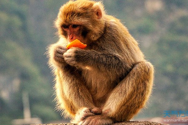 属猴人在2023年的整体运势展望-新乐天