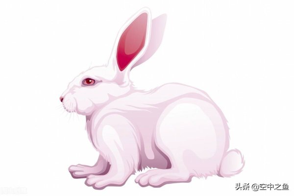 属兔人在2021年的运势及运程展望-新乐天