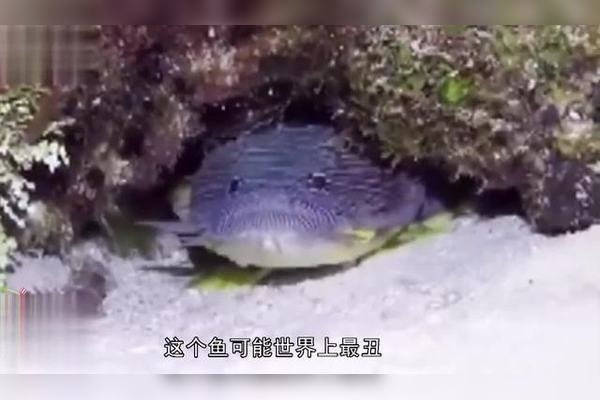 揭秘生肖中的最丑最老的动物-新乐天