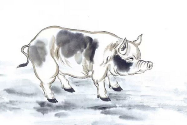 滔滔生肖—揭秘滔滔不绝的动物所属生肖-新乐天