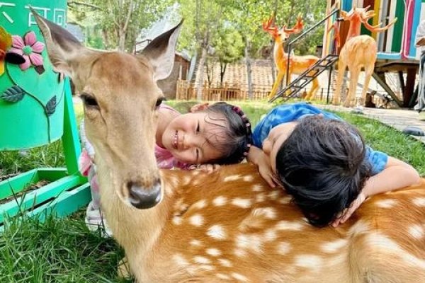 童心未泯，探寻动物世界的童真-新乐天