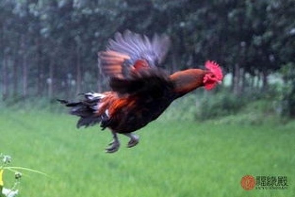 属鸡男的最佳婚配属相-新乐天