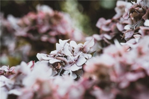 摩羯座的爱情，理性与情感的交织-新乐天