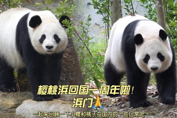 小樱桃第二部，欢乐再启航，友情新篇章-新乐天