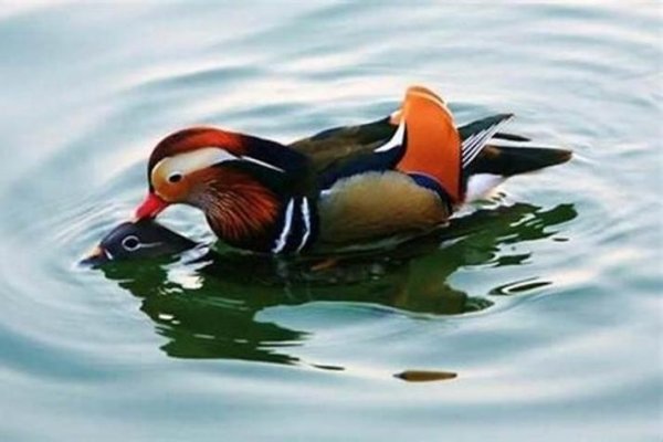 鸳鸯戏水与生肖之谜-新乐天