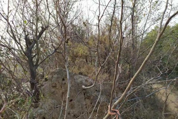 荆棘丛生，揭秘正确生肖-新乐天