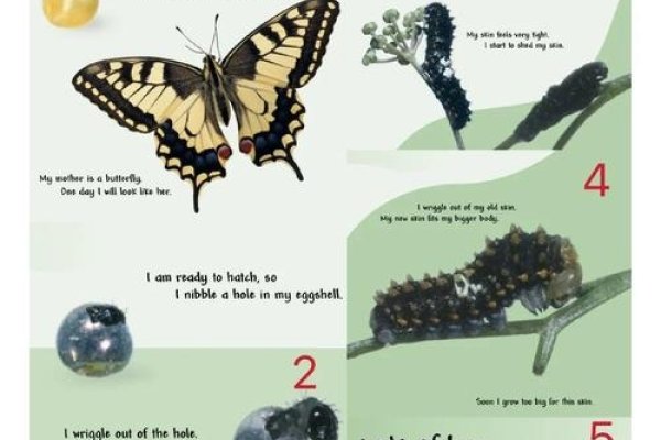 森蝶，神秘的生物启示——探寻森蝶文化背后的神秘密码-新乐天