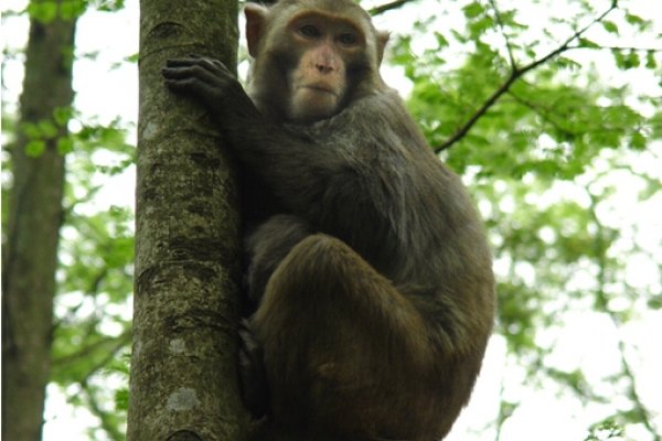 爬树是什么意思？-新乐天