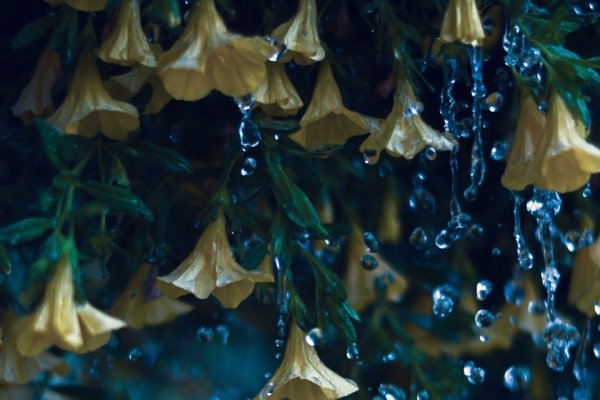 卧室植物风水，打造和谐睡眠环境的绿色奥秘-新乐天