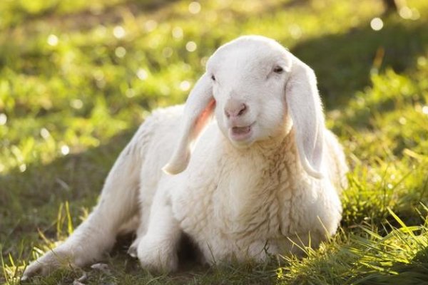 属羊1979年走大运享贵人助力，职场运势呈上升态势-新乐天