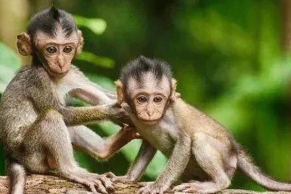 属猴、狗人2027年年龄及虚岁解析-新乐天