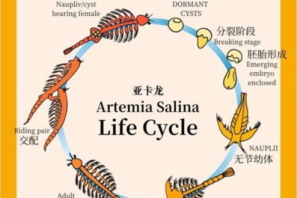 探索suanming的奥秘-新乐天