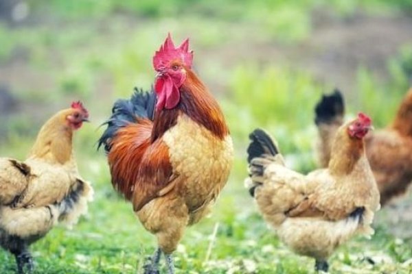 小肚鸡肠与生肖-新乐天