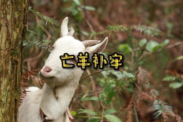 亡羊补牢，属相应变智-新乐天