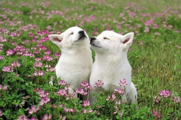 属狗2019年运势展望-新乐天