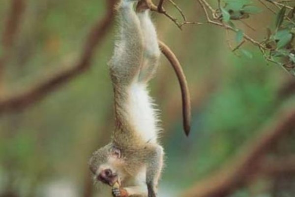 披荆斩棘的生肖—猴-新乐天