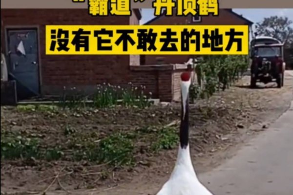 孤掌难鸣—揭示其背后所指的动物-新乐天