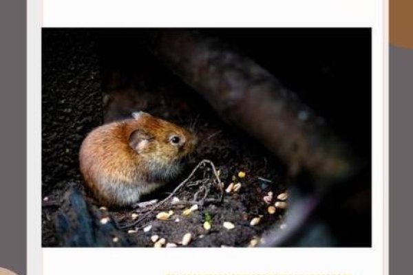 苍蝇碰壁,揭示生肖之谜-新乐天