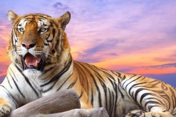 2010虎年，金虎性格与命运解析-新乐天