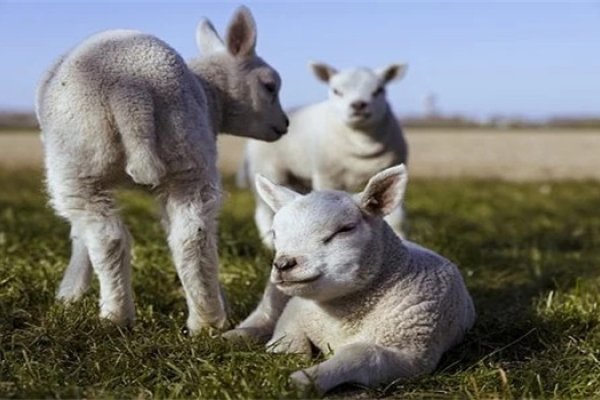 2021年犯太岁生肖，狗、鼠、羊、马，需警惕！-新乐天