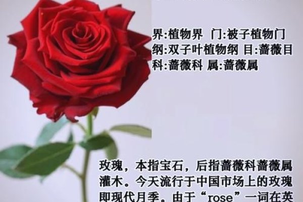 10朵玫瑰的寓意与象征-新乐天