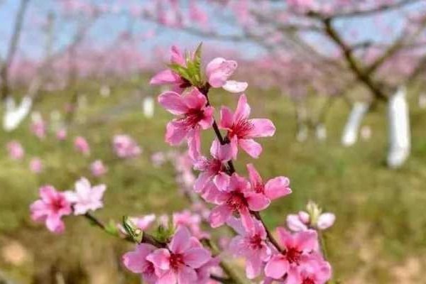 2024年躲春时间指南-新乐天