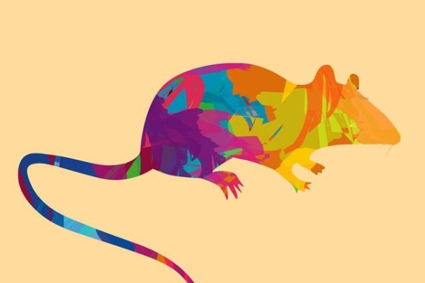 小肚鸡肠，生肖鼠的狭隘象征-新乐天