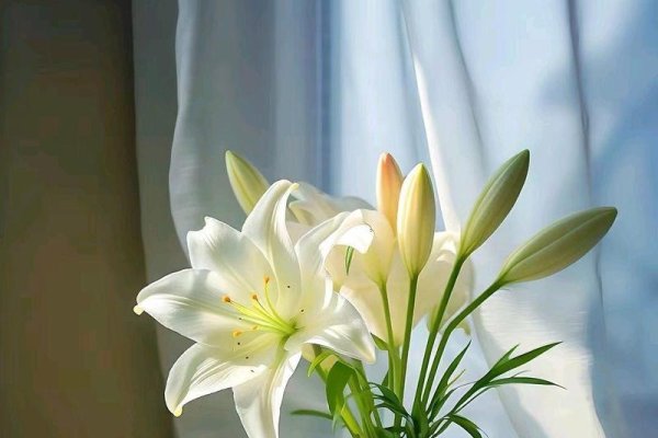 探索Elissa，一位独立女性的诗意绽放-新乐天