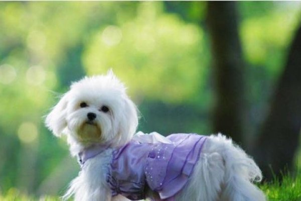 1994年属狗人，山头火命，缺金水需控情绪-新乐天