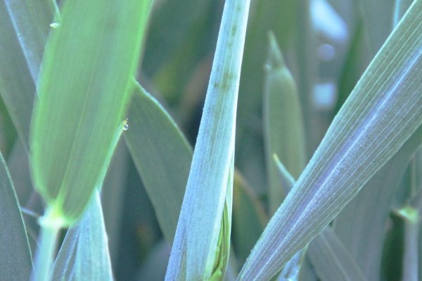 揭秘绿叶成荫背后的生肖之谜-新乐天