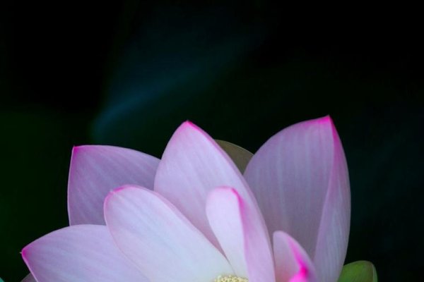 幽雅，一种超越世俗的雅致之美-新乐天