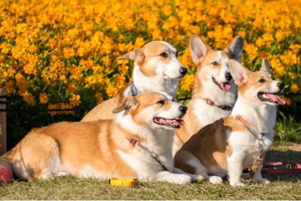 属狗男最佳婚配属相探讨-新乐天