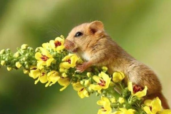 相鼠有皮揭示的生肖是，鼠。-新乐天