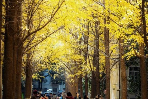 11月14日，秋意浓情的日子-新乐天