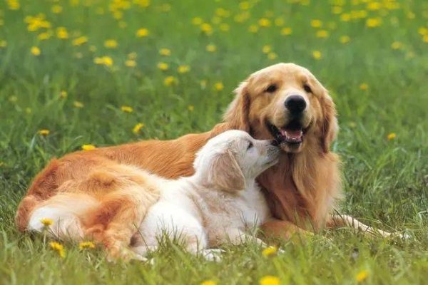 属狗最配属相的探讨-新乐天