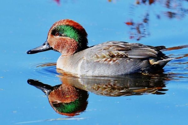野鸭子，自然的精灵-新乐天