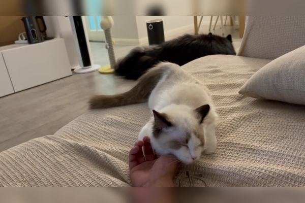 🌈 治愈系可爱网名，唤醒心尖上的小猫咪🐱✨-新乐天