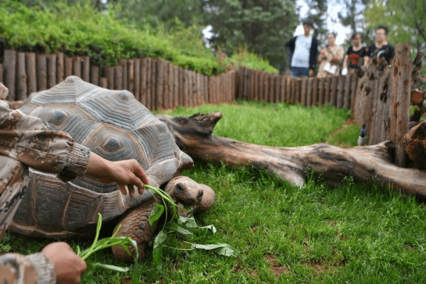 龟寿之最，亚达伯拉象龟256岁传奇-新乐天
