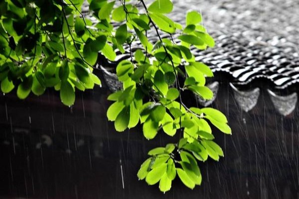 梅雨季节的梅含义多-新乐天