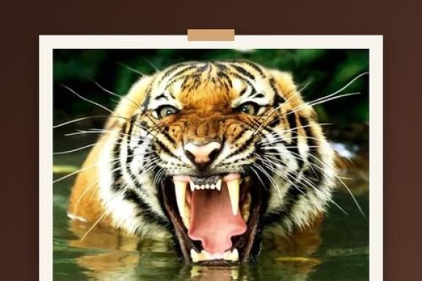 尖牙利齿的生肖—虎-新乐天