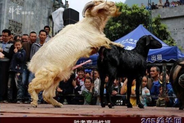 羊与人的交匹配过程-新乐天