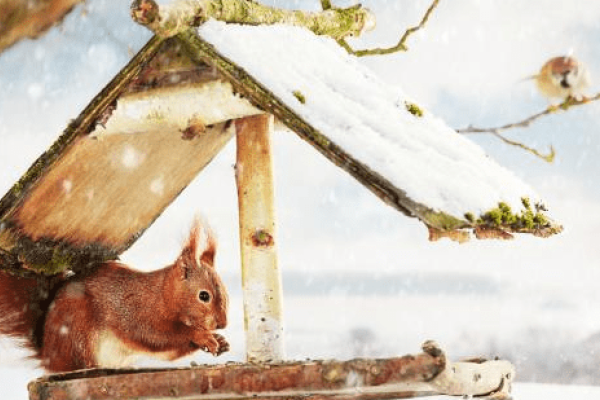 骄阳似火与生肖-新乐天