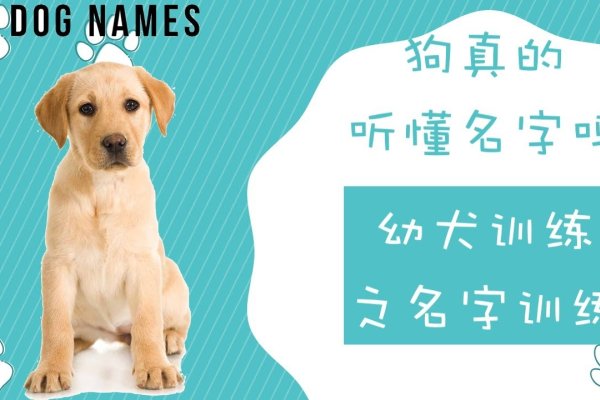 狗英文名字，全球犬族的智慧密码-新乐天