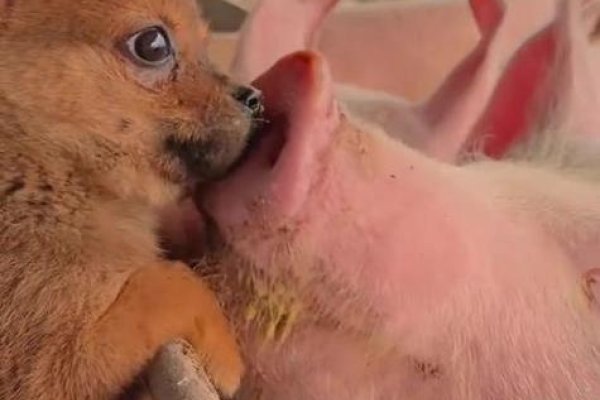 狗与猪交配，一个不可能实现的生物学奇迹-新乐天