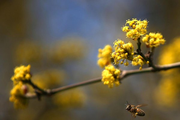 4月份日历，春意盎然，万物复苏的时节-新乐天