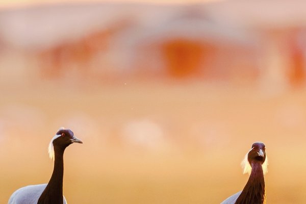 夕阳西下映生肖-新乐天