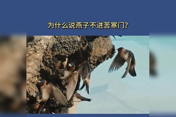 燕子进屋，美好生活的预兆与民间文化的尊重-新乐天