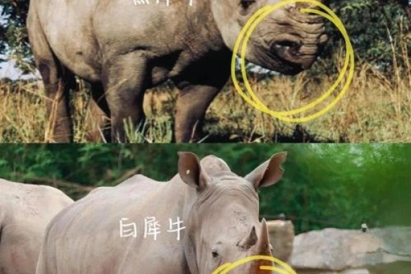 犀照牛渚与生肖之谜-新乐天