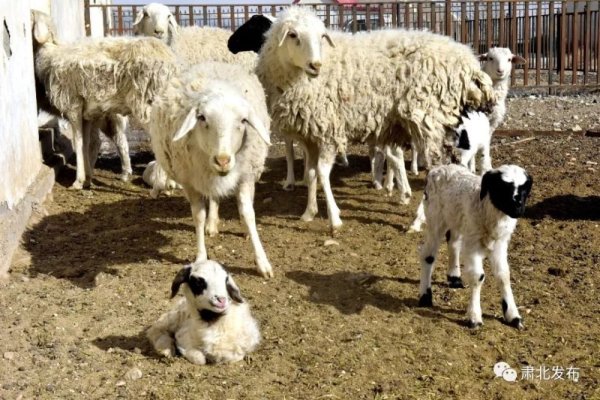 雪中送炭暖人心，生肖羊显真情-新乐天